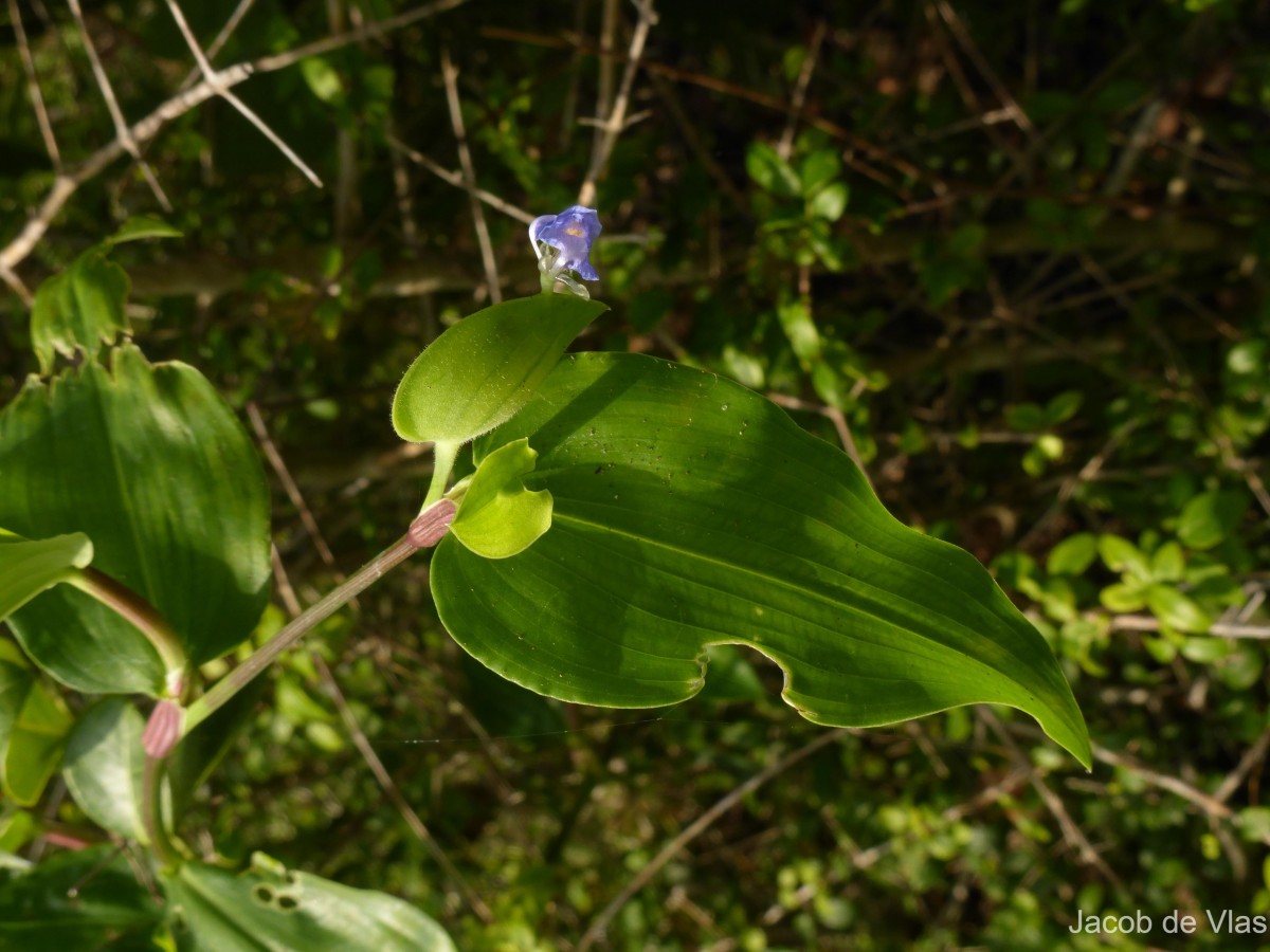 Commelina petersii Hassk.